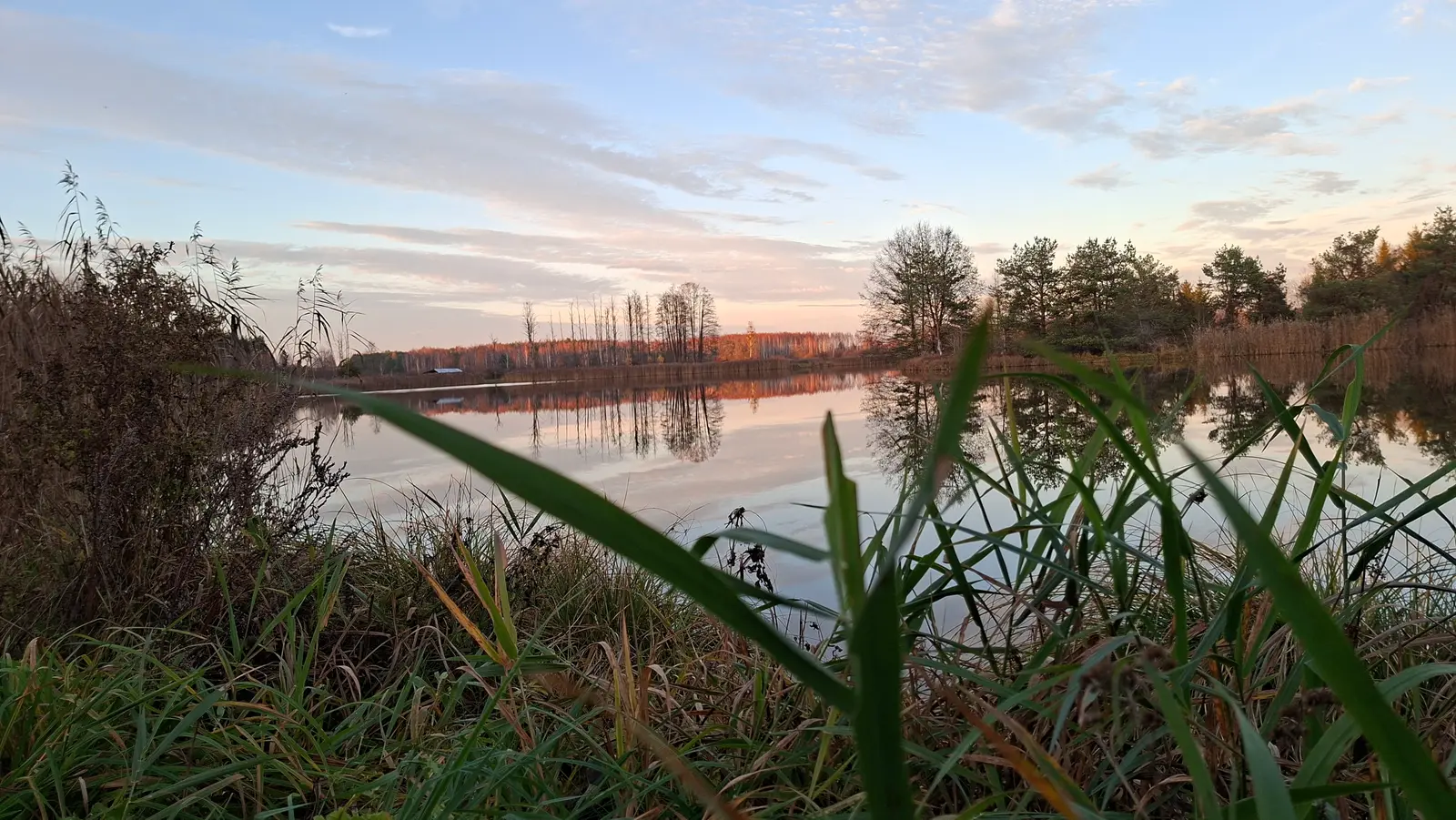 Krajobrazowe zdjęcie poziome o proporcjach boków 16:9 przedstawia spokojne jezioro w jesienny wieczór. Na pierwszym planie widać wyraźne źdźbła wysokiej trawy i trzcin, które tworzą naturalną ramę dla reszty kompozycji. Tafla wody jest niezwykle gładka, dzięki czemu idealnie odbija rosnące na brzegu drzewa oraz pasmo lasu w oddali. Niebo nad horyzontem wypełnione jest pastelowymi barwami zachodzącego słońca, przechodzącymi od błękitu po ciepłe odcienie różu i pomarańczu. Całość utrzymana jest w melancholijnej, wyciszonej kolorystyce, podkreślającej urok przyrody w okresie późnej jesieni.