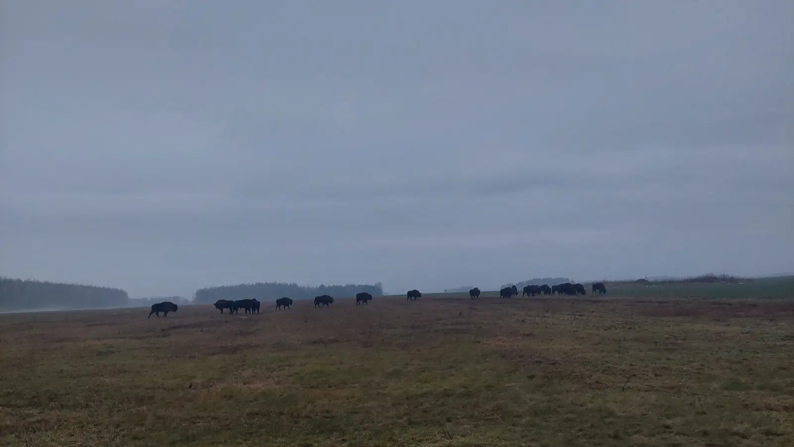 Krajobraz poziomy o proporcjach 16:9 ukazuje stado żubrów pasących się na rozległym, otwartym polu w pochmurny, mglisty dzień. Sylwetki ciemnych zwierząt są wyraźnie widoczne na tle przygaszonej kolorystyki terenu, rozciągając się wzdłuż środkowej linii kompozycji. W tle, pod zasnutym chmurami niebem, widać zarys lasu, który stapia się z mgłą, podkreślając surowy, zimowy klimat otoczenia. Zdjęcie utrzymane jest w chłodnej, przygaszonej palecie barw, gdzie dominują odcienie szarości, brązu i zgaszonej zieleni. Szeroki kadr doskonale oddaje przestrzeń i naturalne środowisko życia tych potężnych ssaków w ich dzikim siedlisku.