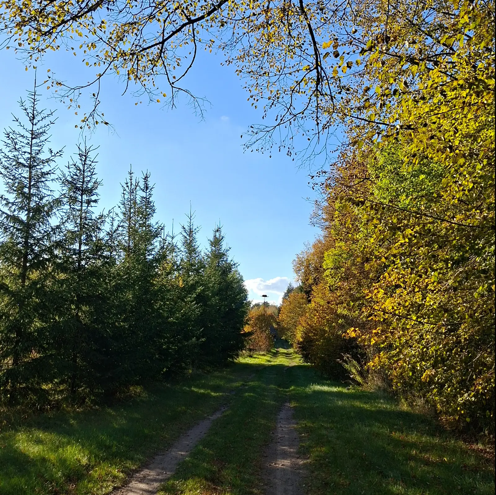 Zdjęcie o orientacji kwadratowej przedstawia malowniczą, polną ścieżkę biegnącą przez środek leśnej alei w słoneczny, jesienny dzień. Po lewej stronie drogi rośnie rząd młodych, zielonych świerków, natomiast po prawej stronie znajduje się gęsta ściana drzew liściastych z liśćmi wybarwionymi na odcienie żółci, pomarańczu i brązu. Nad ścieżką rozpościera się wyraźne, błękitne niebo, częściowo przesłonięte zwisającymi z góry gałęziami drzew. W oddali, na końcu ścieżki, na szczycie słupa widoczne jest bocianie gniazdo, co stanowi punkt centralny kompozycji. Całość sceny jest oświetlona ciepłym, naturalnym światłem słonecznym, które tworzy długie cienie na trawiastej nawierzchni drogi.
